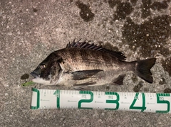 チヌの釣果