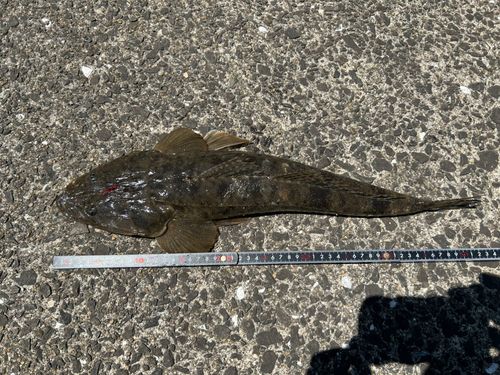 マゴチの釣果