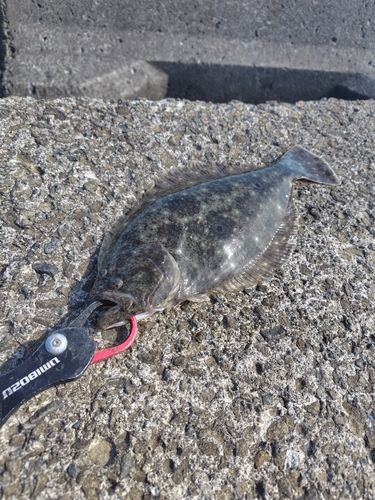 ソゲの釣果