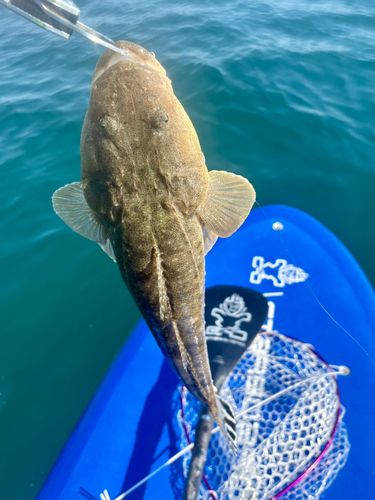 マゴチの釣果