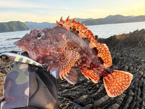 ガシラの釣果