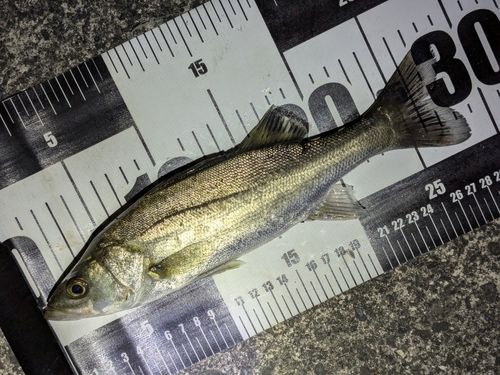 セイゴ（マルスズキ）の釣果