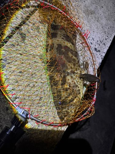 チャイロマルハタの釣果