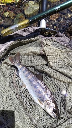 ヤマメの釣果