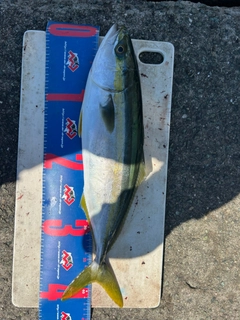 ヤズの釣果
