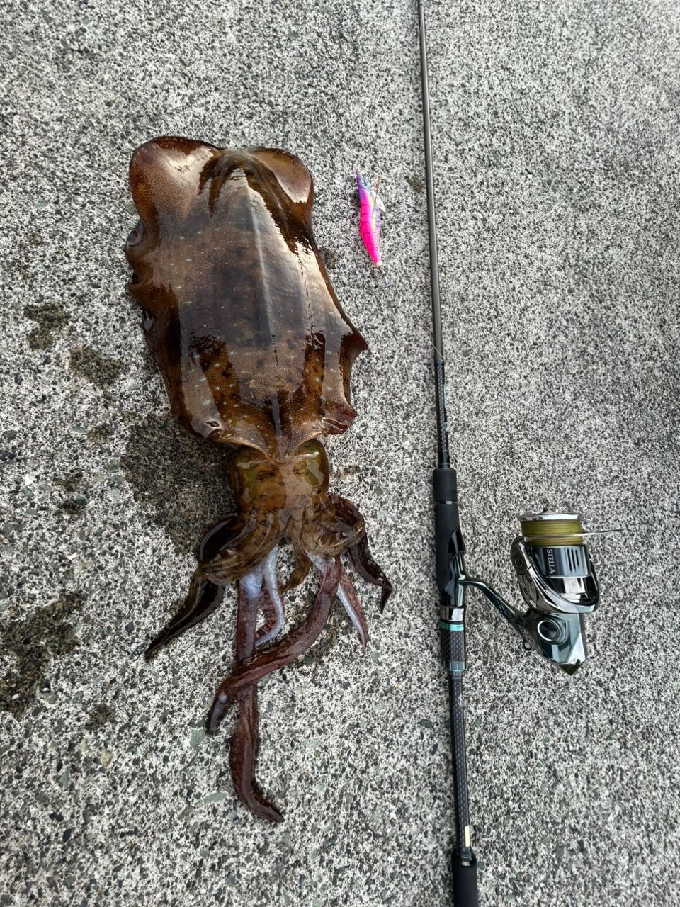 DAIWA 16エメラルダス ストイスト AGS 76M-SMTTの最安値・インプレ