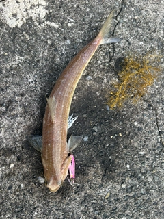 エソの釣果