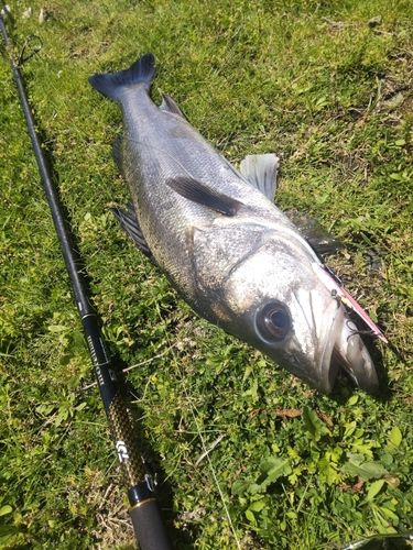 釣果
