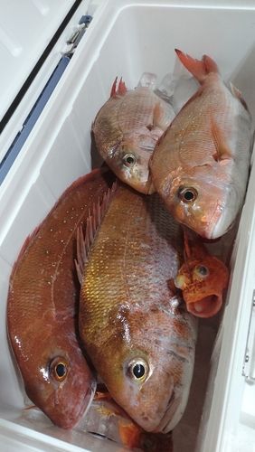 マダイの釣果
