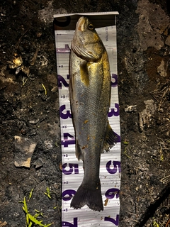 タイリクスズキの釣果