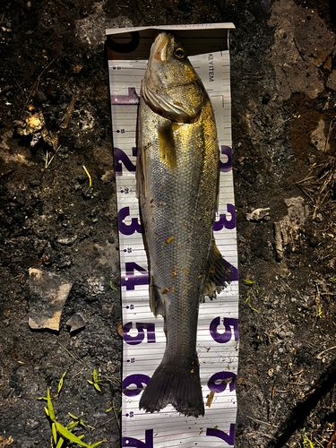 タイリクスズキの釣果