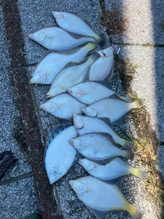 マガレイの釣果