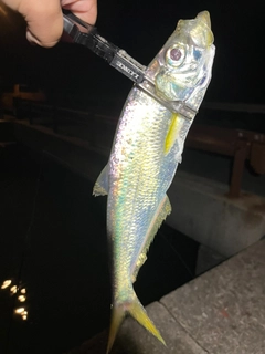 ヒラの釣果