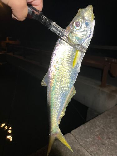ヒラの釣果