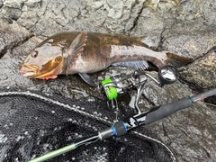 アイナメの釣果