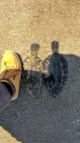 クロガシラガレイの釣果