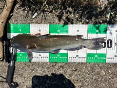 アメリカナマズの釣果