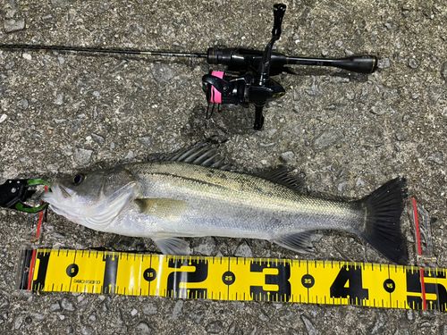 シーバスの釣果