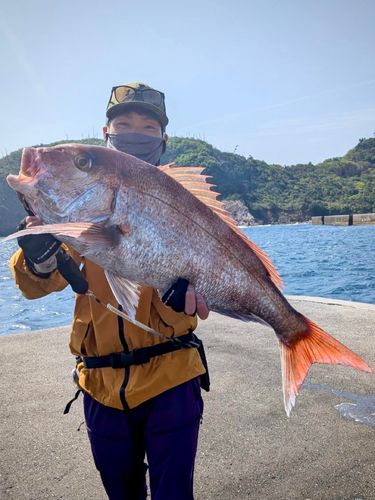 マダイの釣果