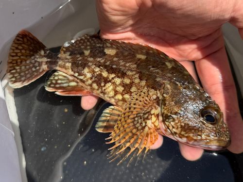 カサゴの釣果