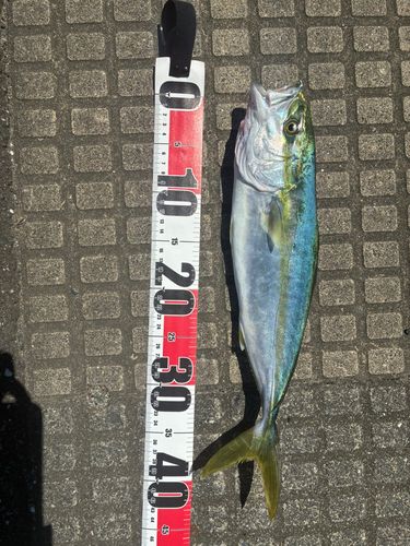 ワラサの釣果