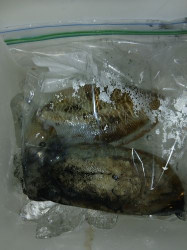 コウイカの釣果