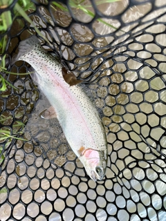 トラウトの釣果
