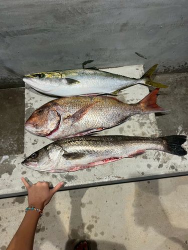 スズキの釣果