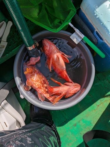 ガシラの釣果