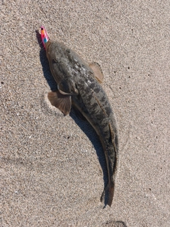 マゴチの釣果