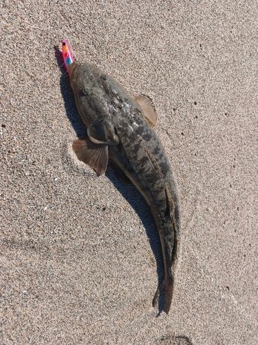 マゴチの釣果