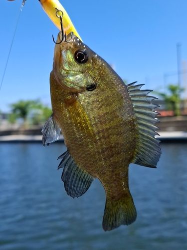 ブルーギルの釣果
