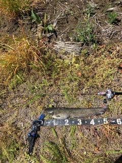 マナマズの釣果