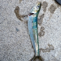 イワシの釣果
