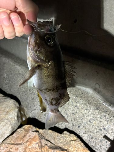 メバルの釣果