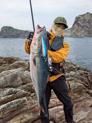 ブリの釣果