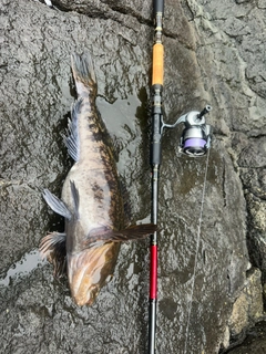 アイナメの釣果