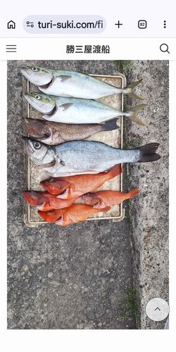 ツバスの釣果