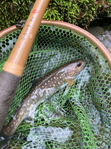 イワナの釣果