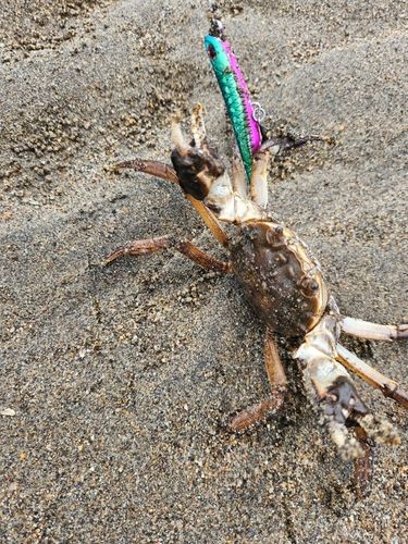 カニの釣果