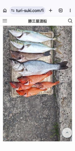 アカハタの釣果