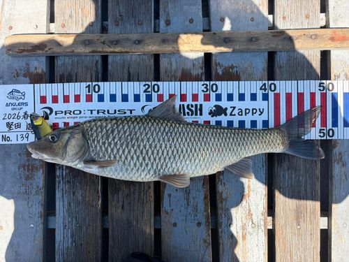 ニゴイの釣果