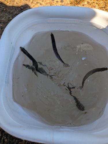 カタクチイワシの釣果
