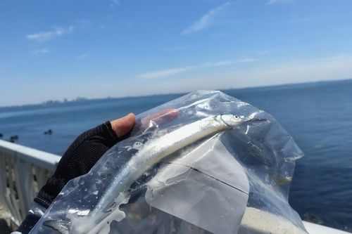 サヨリの釣果