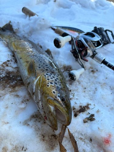 ブラウントラウトの釣果