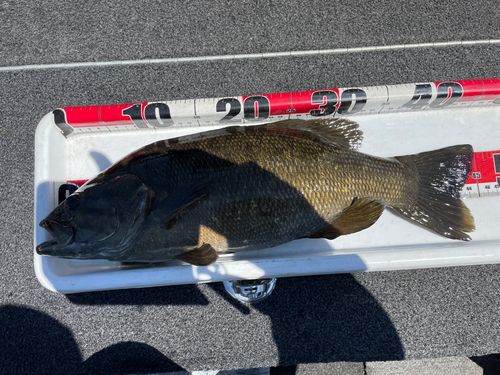 スモールマウスバスの釣果