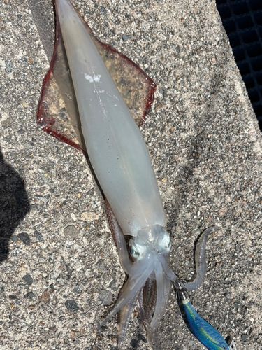 ヤリイカの釣果