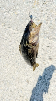タケノコメバルの釣果