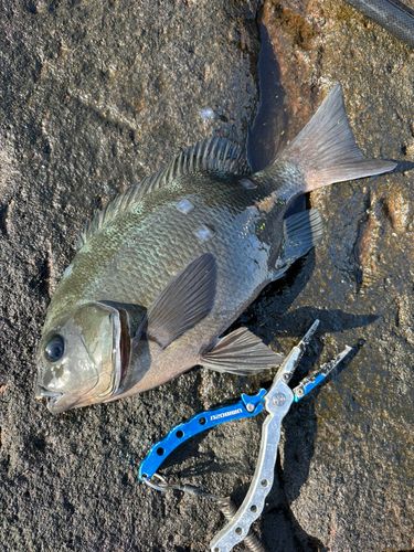 メジナの釣果