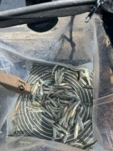 チアユの釣果